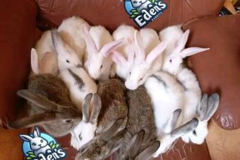 Lapin en vente 