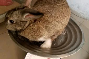 Lapin en vente 