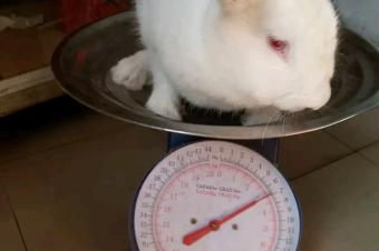 Lapin en vente 