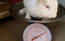 Vente de lapin  mediacongo