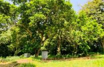 Plusieurs hectares à vendre à Kinshasa à très bon prix de 300$ à 600$ mediacongo