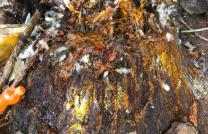 REMPOTER UN MARCHER PUBLIC OU UN GROS CONTRAT AVEC MAÎTRE MARABOUT FADAHIRO.  mediacongo