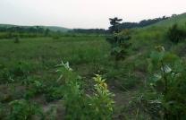 Terre agricole avec arbre fruitiers mediacongo