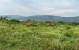 Ferme de 350 hectares bien entretenu très beau à vendre au plateau de Bateke 5000000 dollars à discuter 