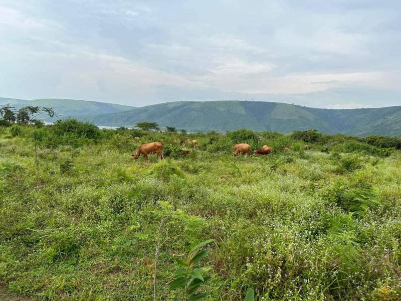 Ferme de 350 hectares bien entretenu trs beau  vendre au plateau de Bateke 5000000 dollars  discuter 