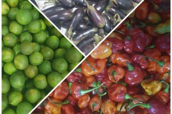 Ferme de 350 hectares bien entretenu trs beau  vendre au plateau de Bateke 5000000 dollars  discuter 