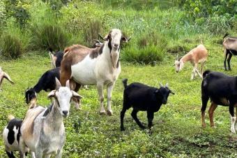 Ferme de 350 hectares bien entretenu trs beau  vendre au plateau de Bateke 5000000 dollars  discuter 
