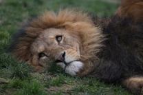 Pour tous ceux qui vivent il y a de l'espérance; et même un chien vivant vaut mieux qu'un lion mort. Ecclesiaste 9.4 evenements_formations_conferences_eglises