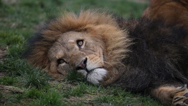 Pour tous ceux qui vivent il y a de lesprance et mme un chien vivant vaut mieux quun lion mort. Ecclesiaste 9.4