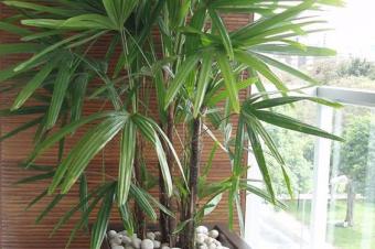 SERVICE DENTRETIEN ET DAMNAGEMENT DES ESPACES VERTS POSE DES POTS DE FLEURS DANS VOS BUREAUX BALCON VRANDA 