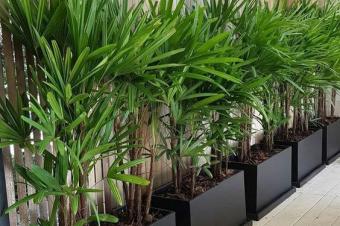 SERVICE DENTRETIEN ET DAMNAGEMENT DES ESPACES VERTS POSE DES POTS DE FLEURS DANS VOS BUREAUX BALCON VRANDA 
