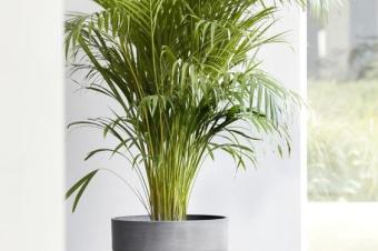 SERVICE DENTRETIEN ET DAMNAGEMENT DES ESPACES VERTS POSE DES POTS DE FLEURS DANS VOS BUREAUX BALCON VRANDA 