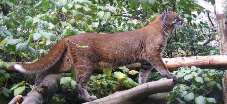 Thaïlande : Dans le parc national de Khao Luang, une  jungle épaisse du sud du pays, des images rarissimes d'un chat doré d’Asie, aussi appelé chat de Temminck, ont été capturées pour la première fois depuis des années