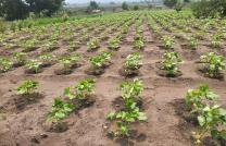 Investissez dans l’agriculture et la pisciculture avec LONAGRI SERVICES mediacongo