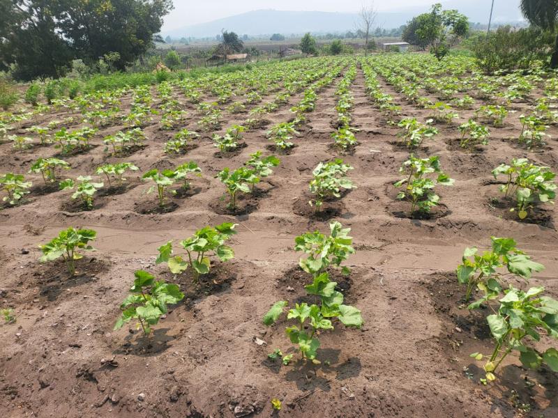 Investissez dans lagriculture et la pisciculture avec LONAGRI SERVICES