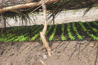 Investissez dans lagriculture et la pisciculture avec LONAGRI SERVICES