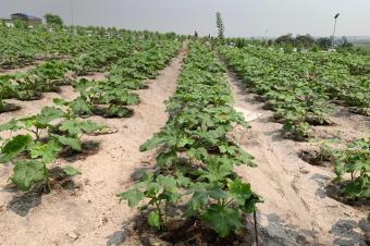 Investissez dans lagriculture et la pisciculture avec LONAGRI SERVICES
