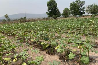 Investissez dans lagriculture et la pisciculture avec LONAGRI SERVICES