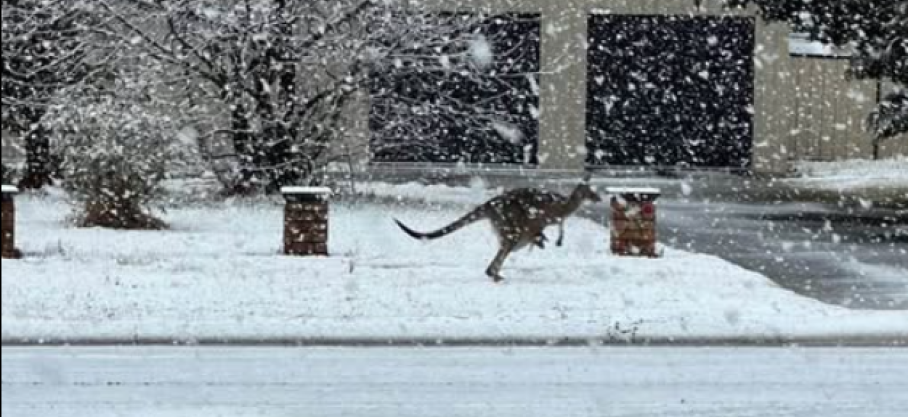 Kangourous dans la neige: l’Australie connaît sa plus grosse tempête en 40 ans