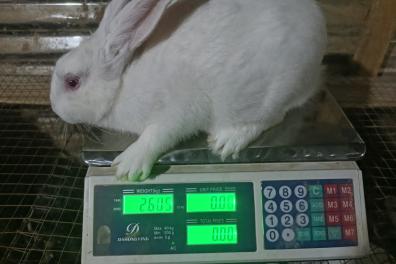 vivres_frais_et_alimentation Arthur   