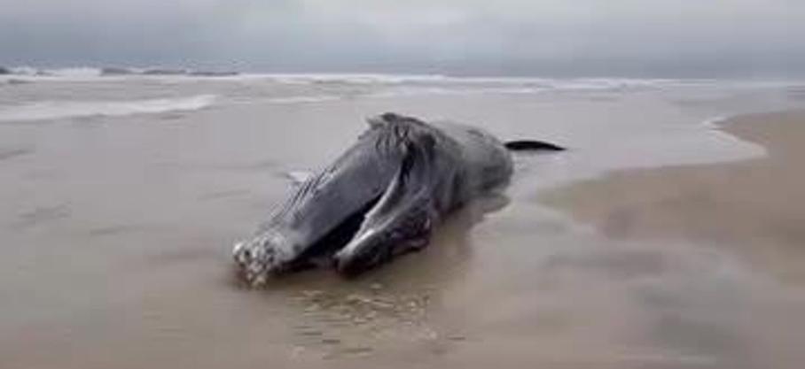 Une baleine s'échoue sur une plage de Côte d'ivoire 