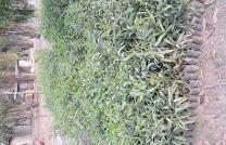 arbre fruitier, acacia, eucalyptus, bois blanc, agathis mediacongo