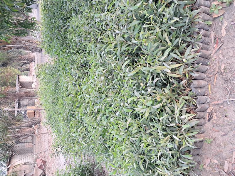 arbre fruitier acacia eucalyptus bois blanc agathis