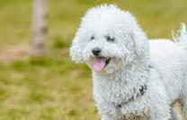 Chien caniche, 100$ et 150$ mediacongo