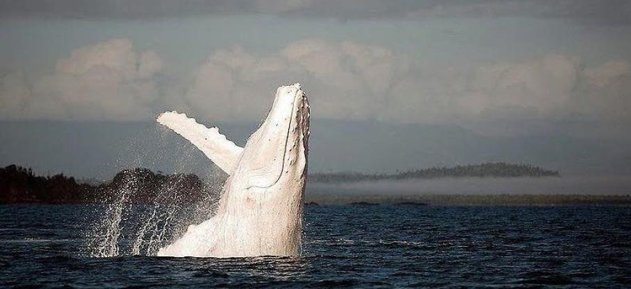 Une baleine à bosse albinos, rare, fait surface au large de  du littoral australien