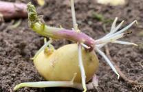 “Je te restaurerai…” Jeremie 30. 17 mediacongo