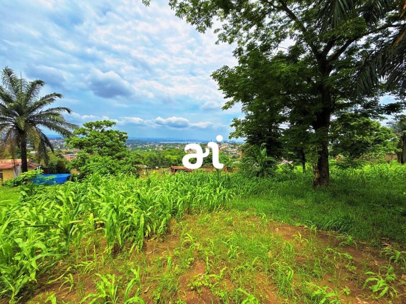 A VENDRE 10 TERRAINS DEXCEPTION AVEC VUE IMPRENABLE SUR LE FLEUVE CONGO  NGALIEMA
