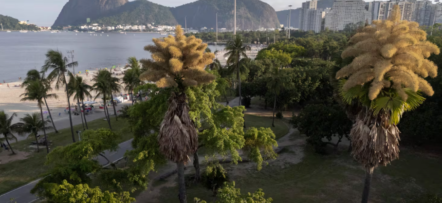 Brésil : À Rio de Janeiro, des palmiers fleurissent pour la première fois avant de mourir