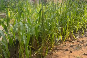 Grand terrain avec maison habitable  vendre  macampagne 