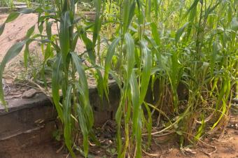 VENTE DUNE GRANDE PARCELLE  MACAMPAGNE 