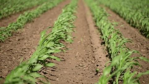 Le vent souffle o il veut et tu en entends le son mais tu ne sais pas do il vient ni o il va il en est ainsi de quiconque est n de lEsprit. Jean 3. 8