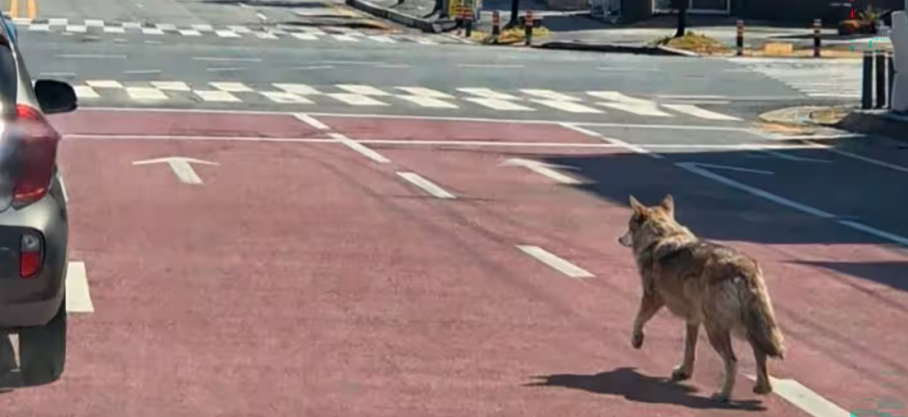 Corée du Sud: un loup s'échappe d'un zoo déclenchant d’importantes recherches dans les zones environnantes