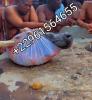 Fadonougbo