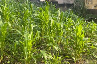 Parcelle  vendre  macampagne sur lavenue fort 