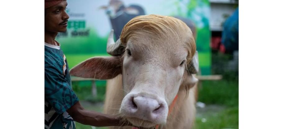 Infos congo - Actualités Congo - mediacongo Bangladesh: Un buffle albinos  surnommé « Donald Trump » sauvé du sacrifice et envoyé au zoo