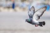 Allemagne : flashé pour excès de vitesse, un pigeon écope d'une amende
