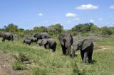 Afrique du Sud: Un braconnier piétiné par un éléphant et dévoré par des lions