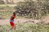 Corne de l'Afrique: les criquets pèlerins attaquent