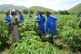 Plus de cent agriculteurs de Sakania dans l’impossibilité d’honorer leurs redevances agricoles