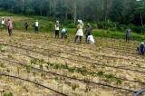 RDC : l’UA lance un projet pilote pour intégrer les questions de gouvernance foncière dans l’agriculture