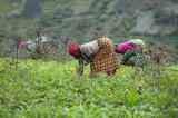 RDC: il faut basculer de l’économie traditionnelle à l’économie verte !