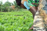 L’ODEP dénonce la « faible exécution » du budget alloué à l’agriculture entre 2017 et 2019