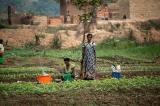 Sommet de Dakar : sur l'Agriculture: comment nourrir l'Afrique