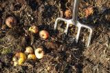 Kwilu : les paysans du secteur Luniungu recourent au Compost pour fertiliser le sol