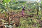 Agriculture : 