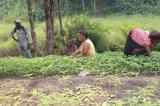 Kwango : les paysans du territoire de Popokabaka réclament des semences améliorées pour leur production